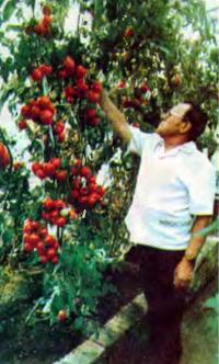 Выращивание лиановидных помидоров
