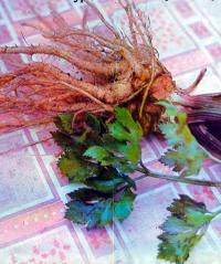 Сельдерей — двухлетнее растение семейства зонтичных