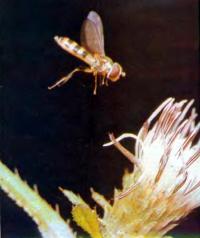Личинка мухи-журчалки — убийца тли