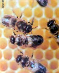 Болезни пчел и лекарства против них
