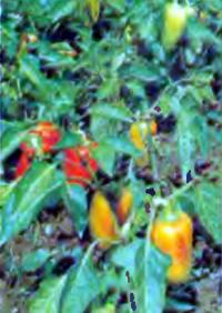 Выращивание ранних томатов под Москвой