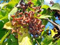 Выращивание говении (конфетного дерева)