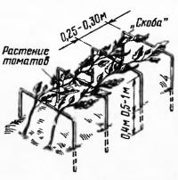 Помидоры на опорах типа «скоба»