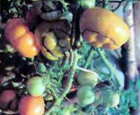 Выращивание помидоров в условиях Среднего Урала