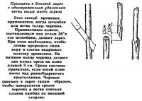 Прививка в боковой зарез с одновременным удалением ветви выше места зареза
