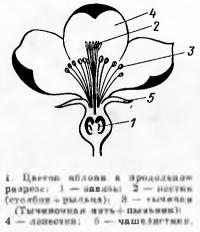 Рис. 1. Цветок яблони в продольном разрезе