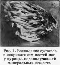 Рис. 1. Воспаление суставов с искривлением костей ног у курицы