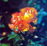 Роза сорта Эстер Офарим (Флорибунда)