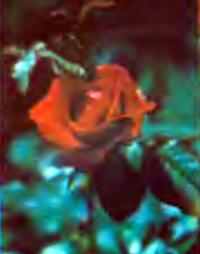 Роза сорта Нина Вайбулл (Флорибунда)