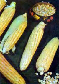 Сорта кукурузы, лука, огурцов и свеклы образца 1982 года