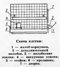 Схема клетки