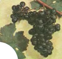 Сорт винограда Кармарют