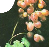 Сорт винограда Ризомат