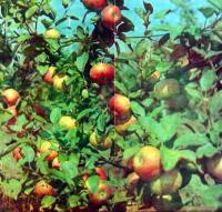 Спелые яблоки на деревьях