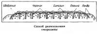 Способ размножения смородины