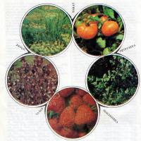Сочетаемость различных овощных культур в смешанных посевах