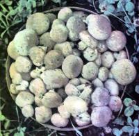 Опыт разведения грибов шампиньонов
