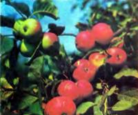 Выращивание саженцев яблони самостоятельно