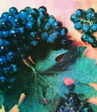 Таблицы для сравнения сортов винограда