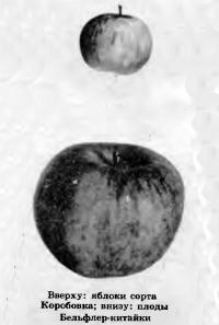 Вверху яблоки сорта Коробовка, внизу плоды Бельфлер-китайки