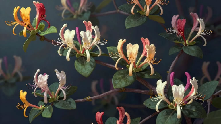 Цветущая жимолость